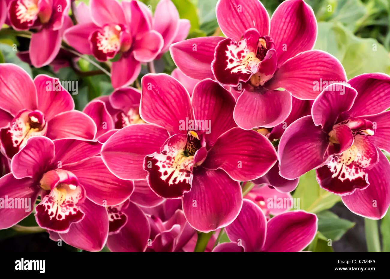 Red, pink and white orchid flower blossoms against green foliage Stock Photo
