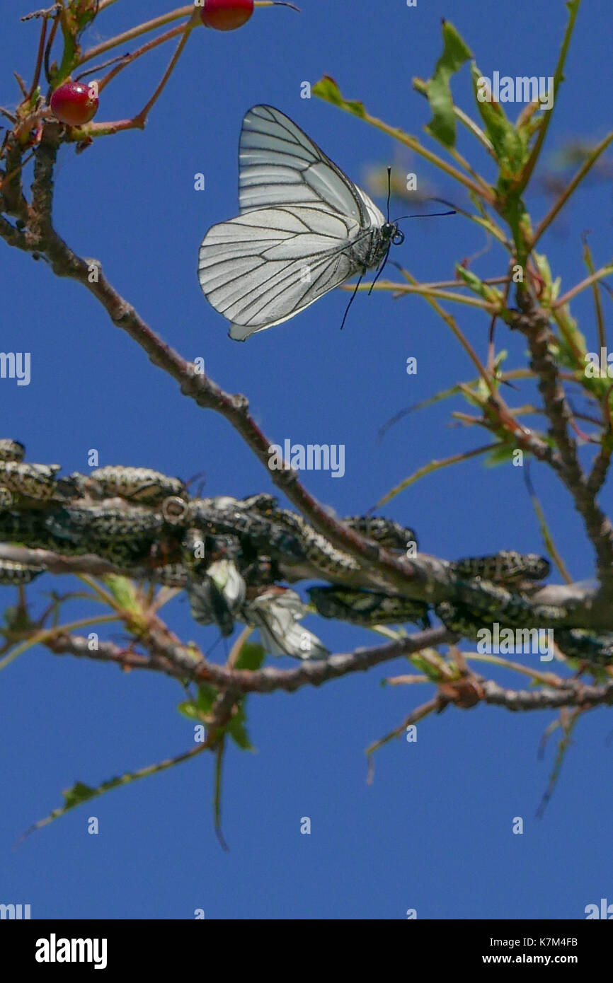 Aporia crataegi black veined white butterflies hatching and taking flight from tree branches in Otaru Japan.  Backlight shots of wings and branches Stock Photo