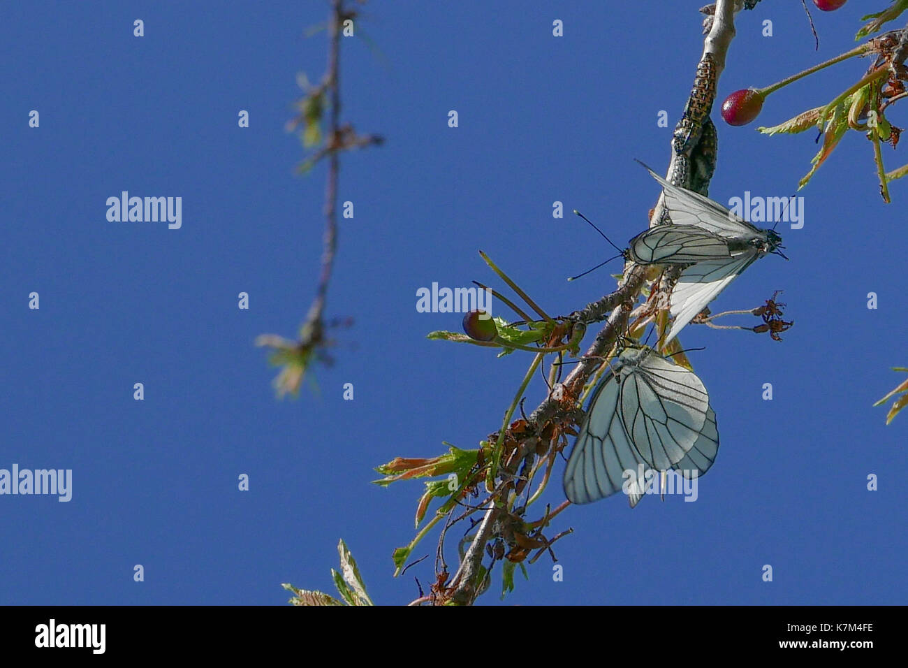 Butterflies in japan hires stock photography and images Alamy