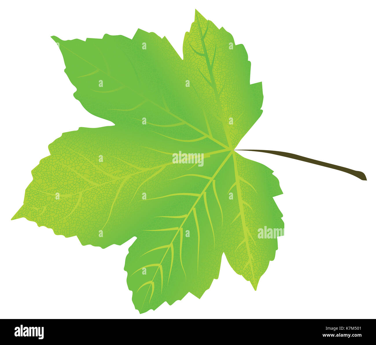 Realistic green maple leaf isolated on white background Stock Photo - Alamy
