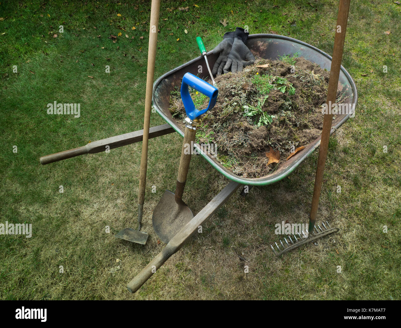 Wheelbarrow filled with lawn weeds Stock Photo