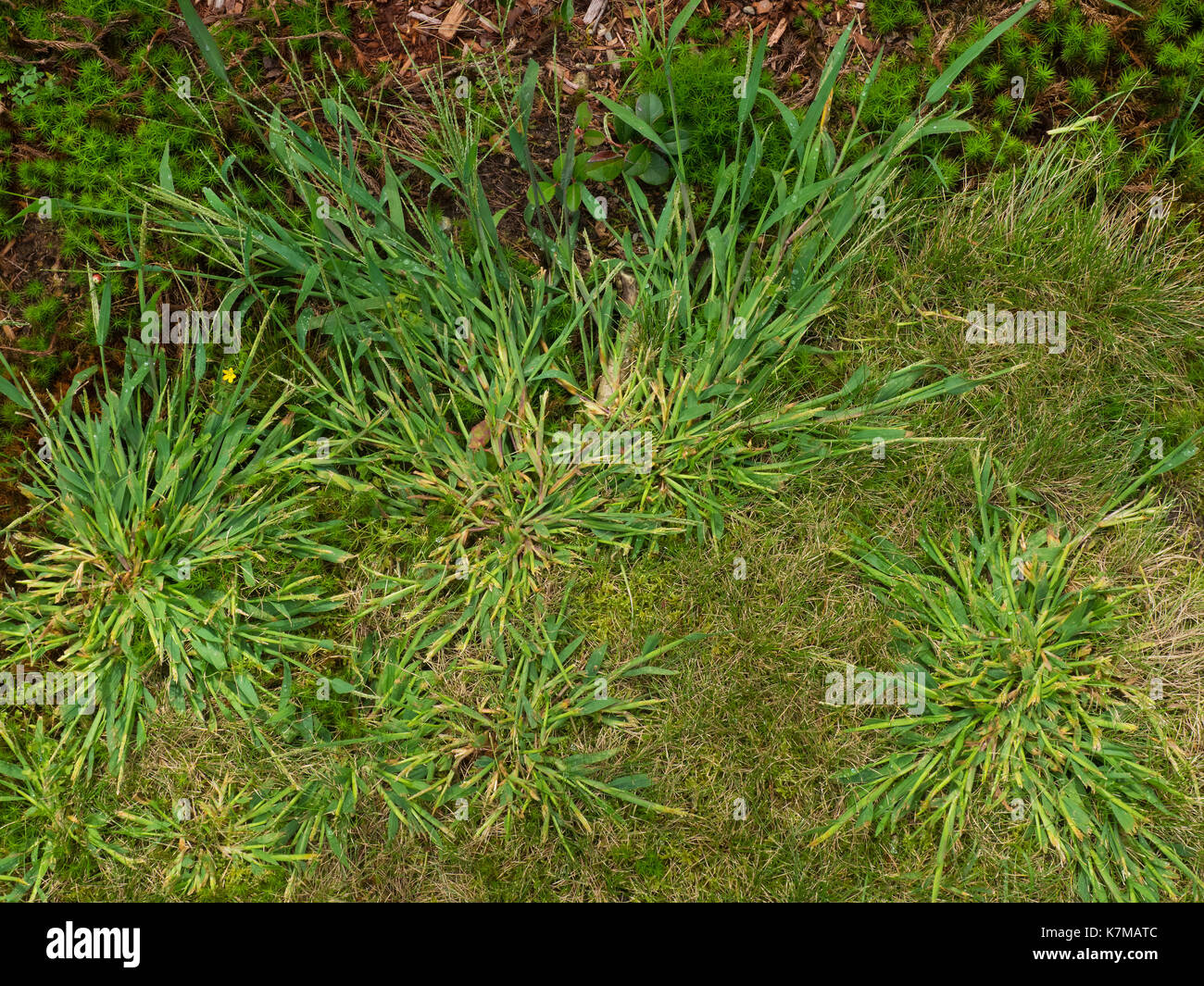 Close up of crabgrass weed in my garden Stock Photo