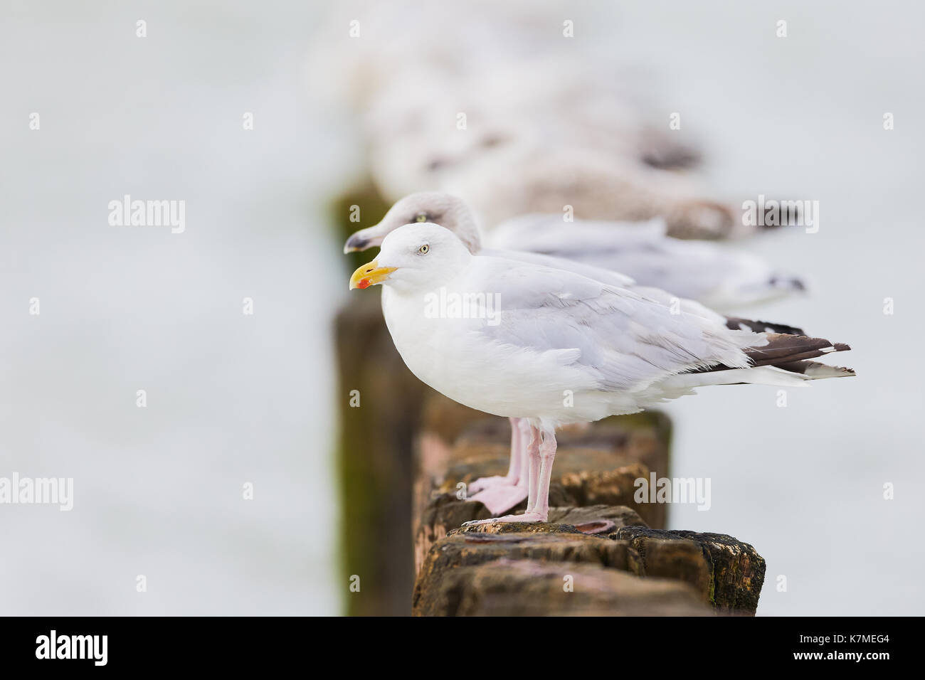 European herring gulls on poles in the sea, fading in the background (Charadriiformes) Stock Photo