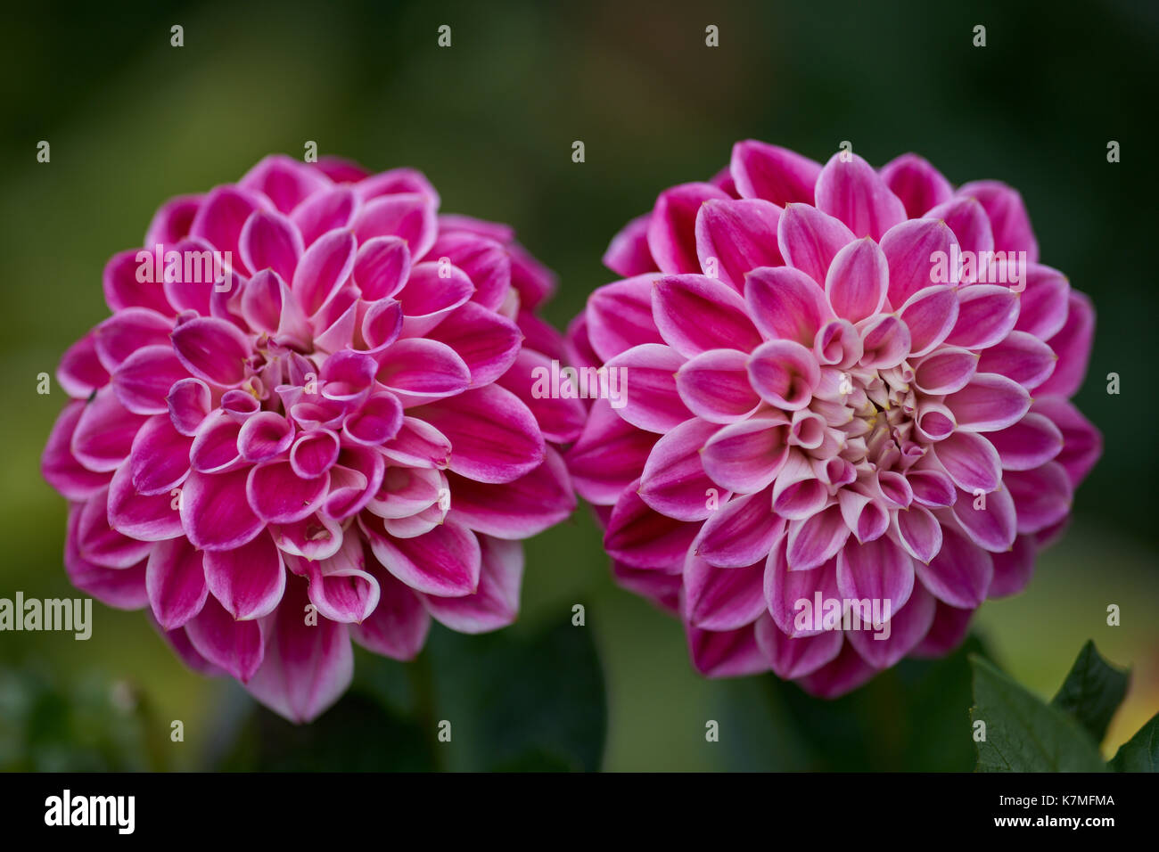 Two pink purple dahlia Two pink purple dahlias  close up two pink dahlias with white petal's edges Stock Photo