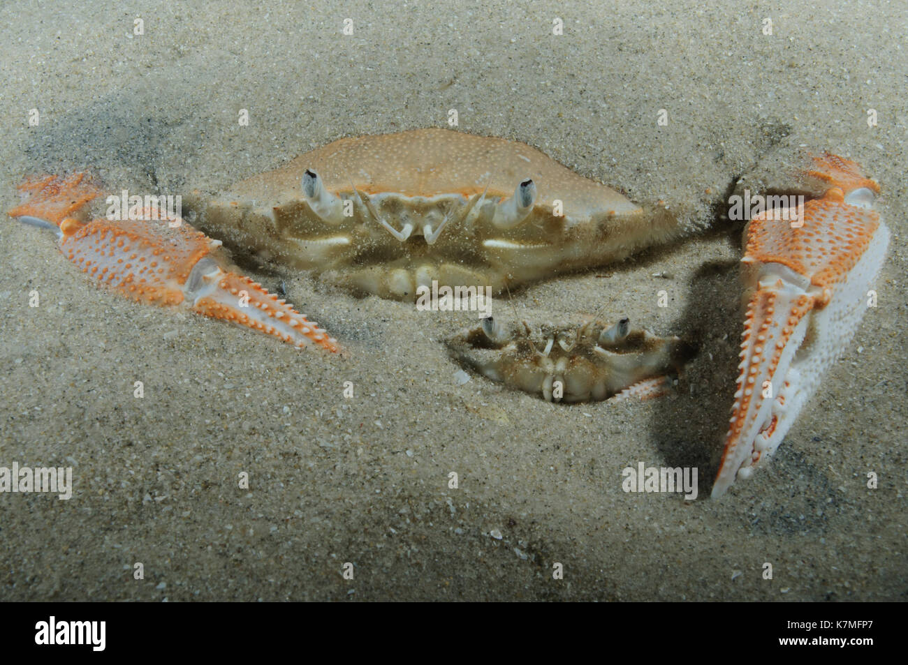 Sand Crab pair Stock Photo