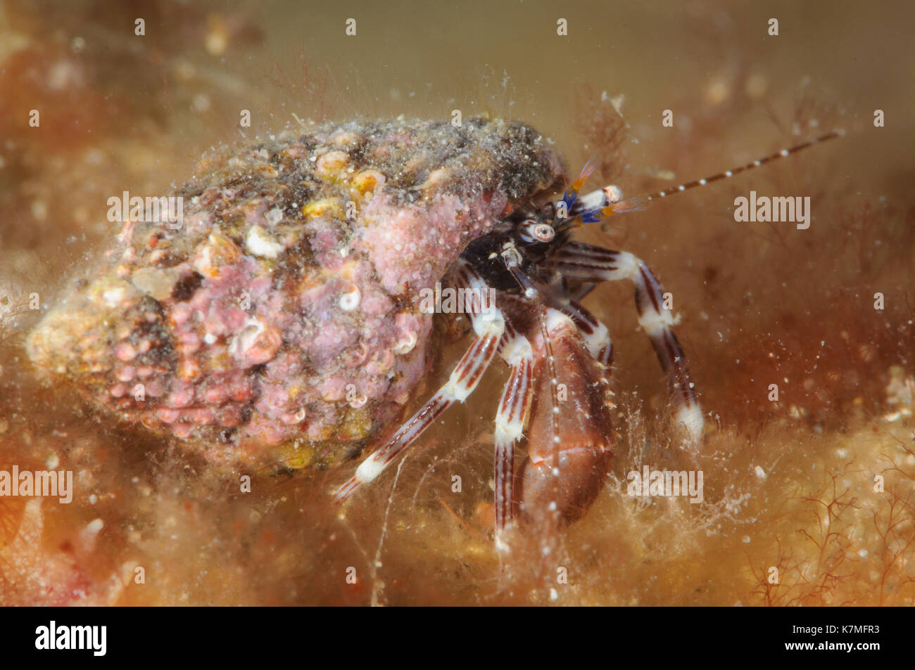 Australian crab hi-res stock photography and images - Alamy
