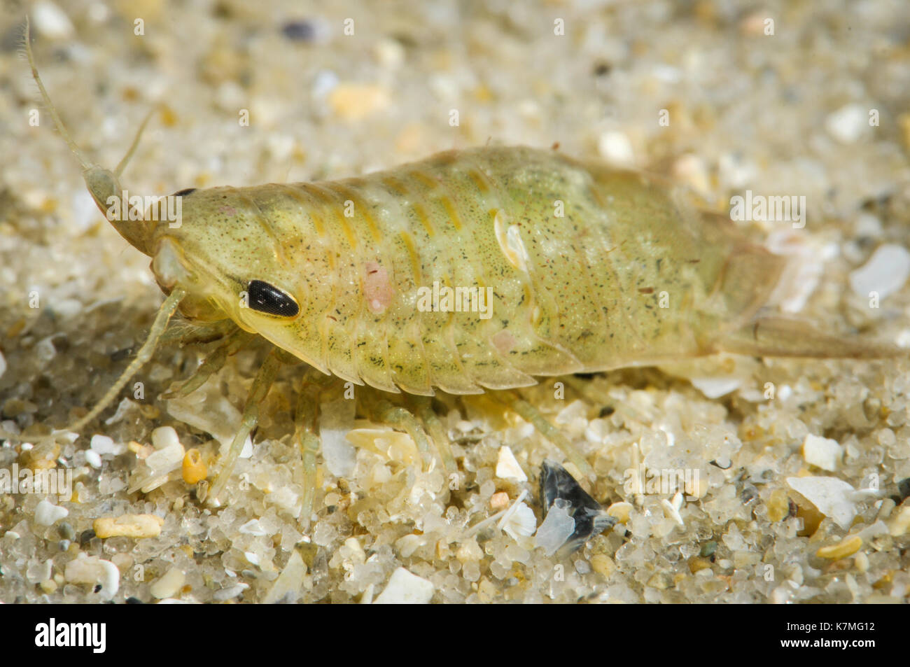 Marine isopod hi-res stock photography and images - Alamy