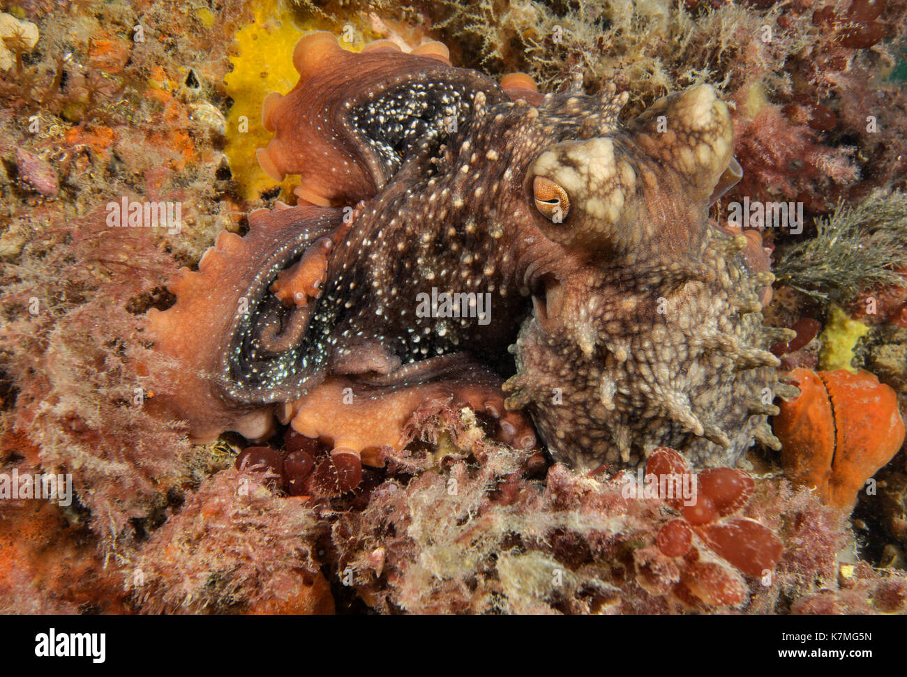 A Maori Octopus blends in Stock Photo