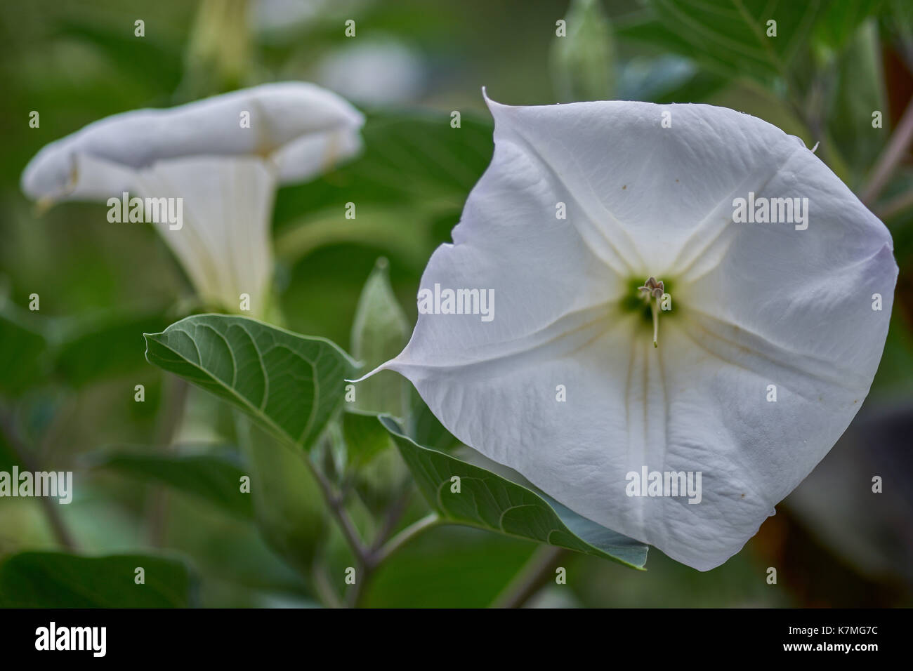 Datura innoxia ,white flower with raindrops close up pricklyburr,recurved thorn-apple,downy thorn-apple, Indian-apple Stock Photo