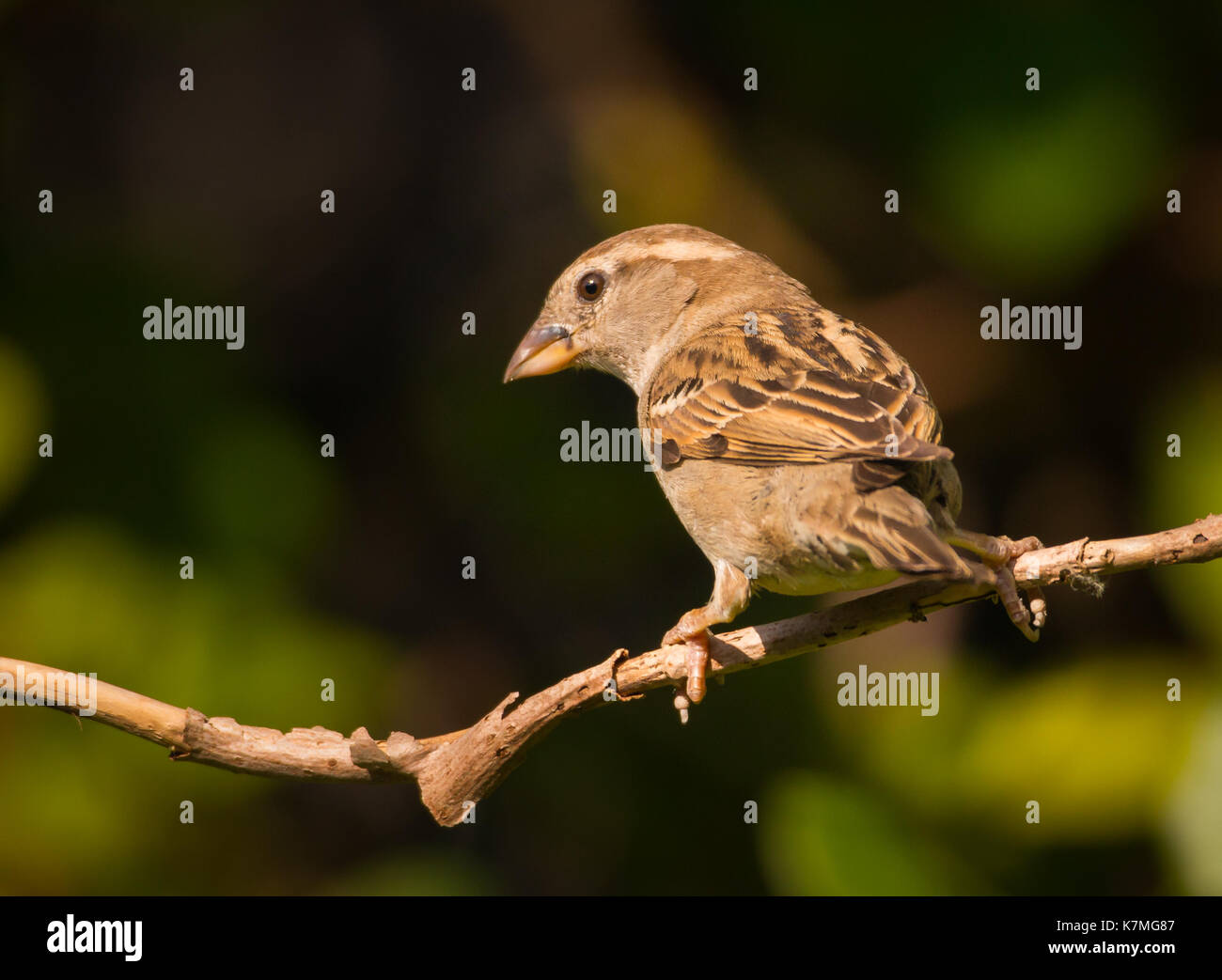 Passer domesticus male bird table hi-res stock photography and images ...
