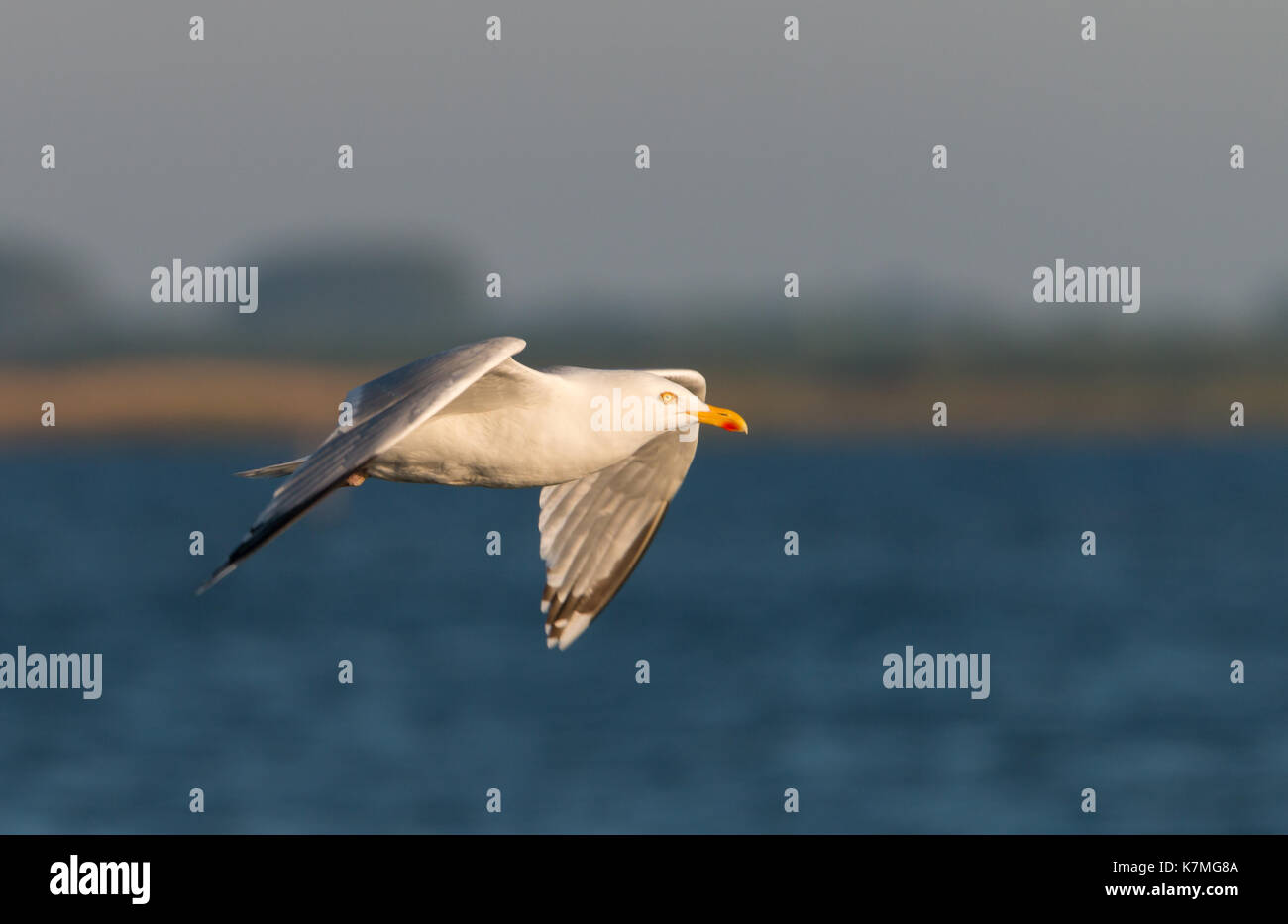Birds in flight vector hi-res stock photography and images - Alamy