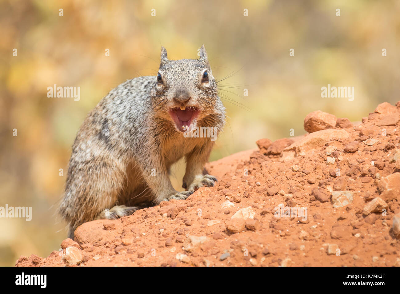 Squirrel on alarm on the Bright Angel Trail in Grand Canynon National Park, AZ Stock Photo