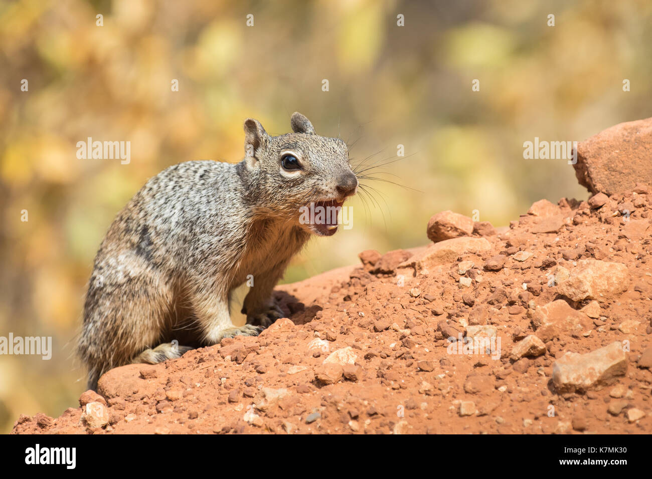 Squirrel on alarm on the Bright Angel Trail in Grand Canynon National Park, AZ Stock Photo