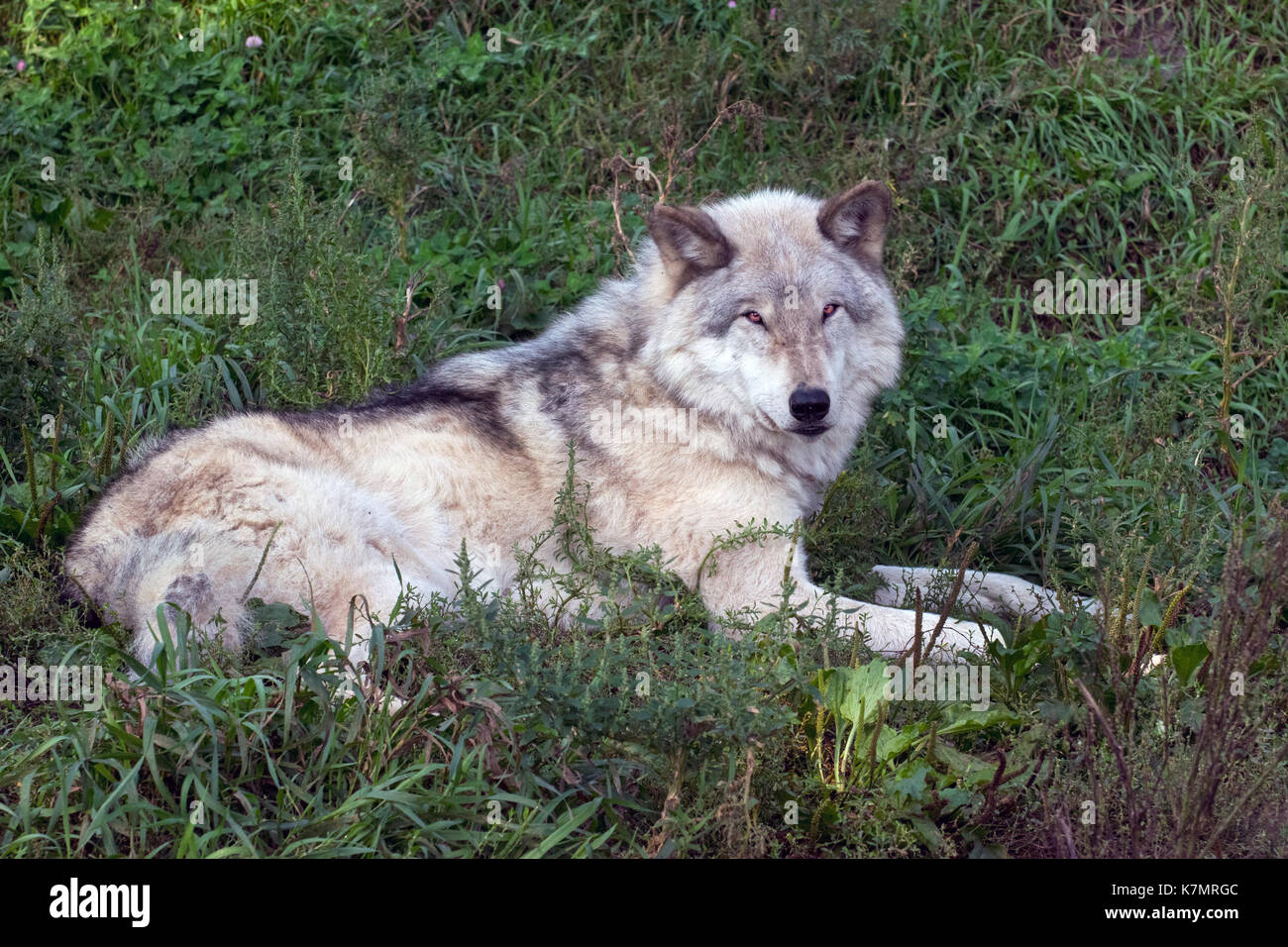 Timber wolf ecomuseum hi-res stock photography and images - Alamy