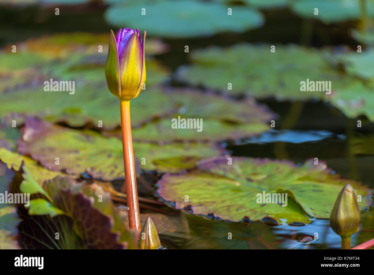 A water lily bud (Nymphaea sp.) was about to bloom in Central Park, New