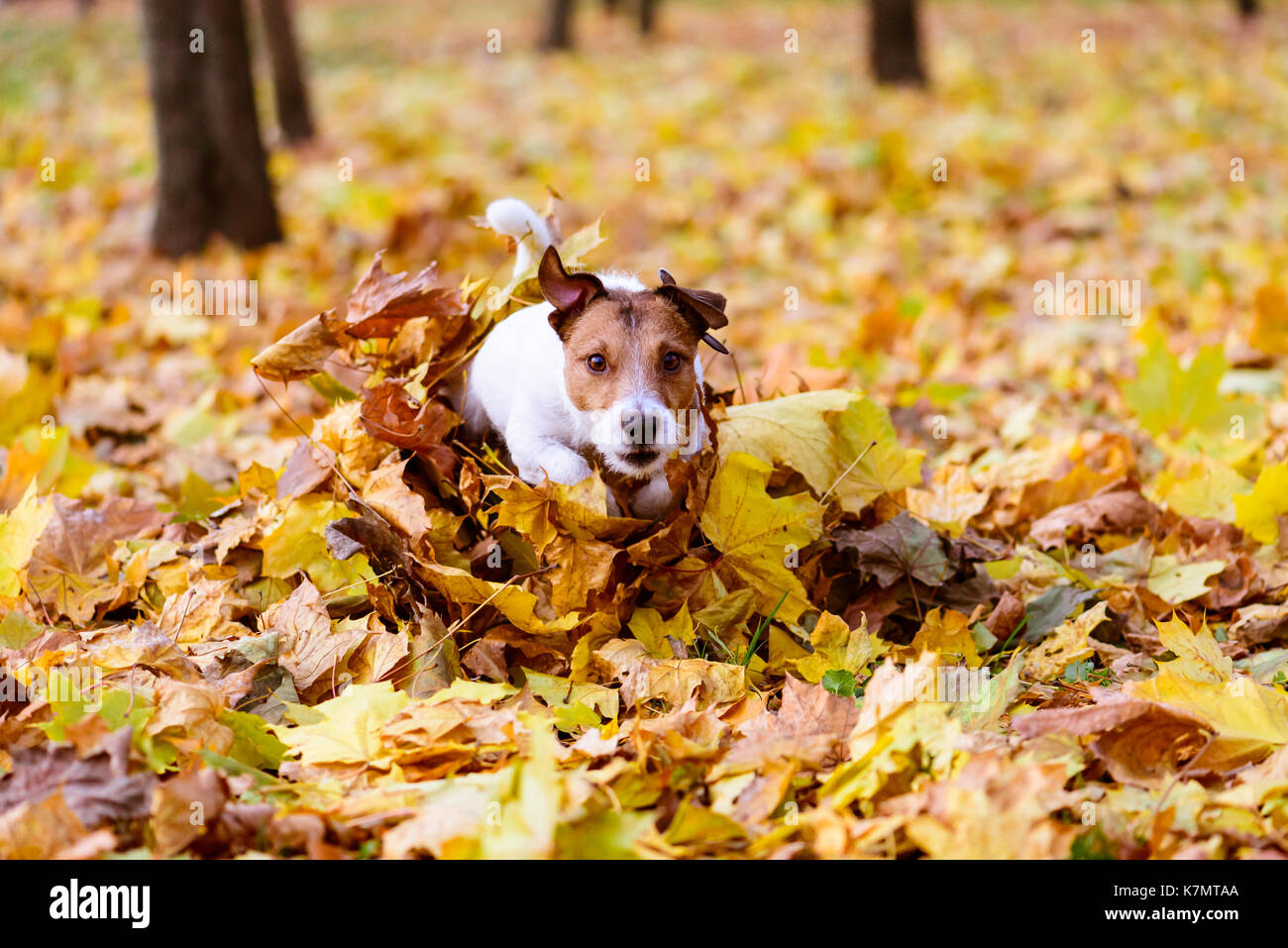Dog running through heap of colorful autumn maple leaves Stock Photo