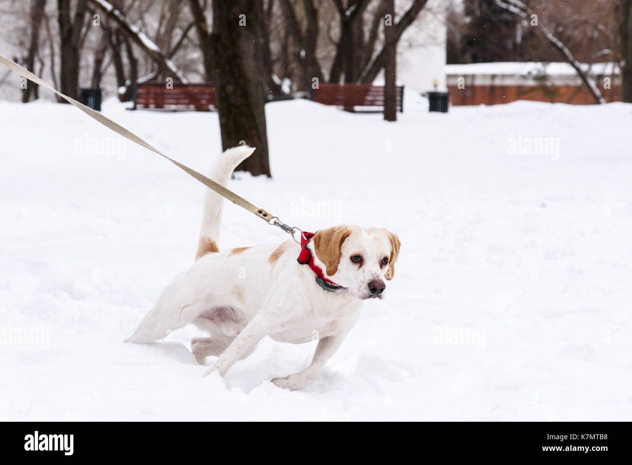 Dog with ill eyes pulling leash walking at winter park Stock Photo