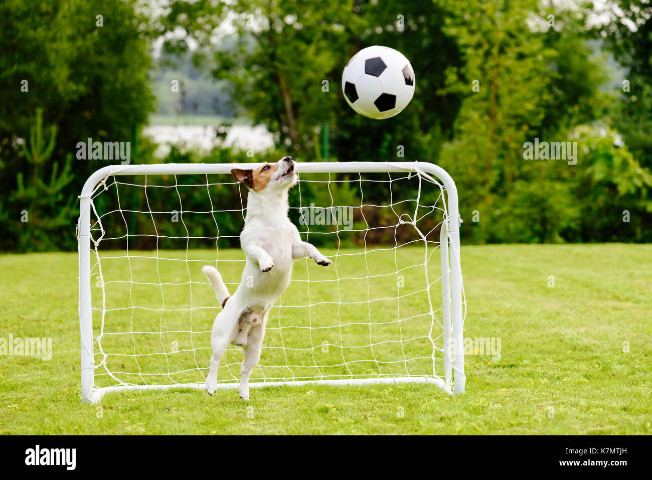 Amusing goalie catching generic football (soccer) ball saving goal Stock Photo