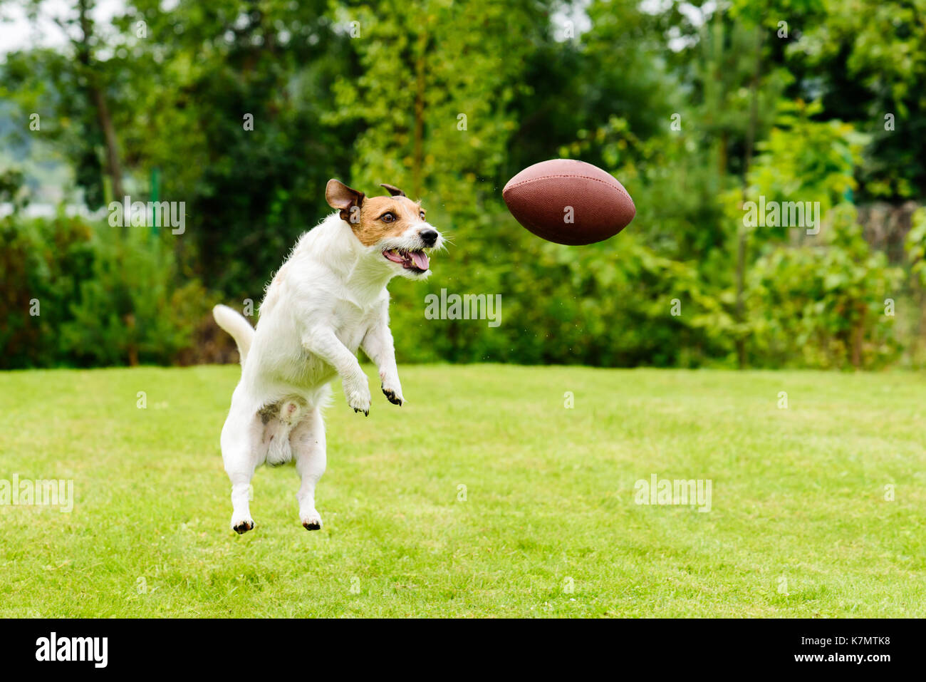 Leisure time at back yard with american football ball and pet Stock Photo
