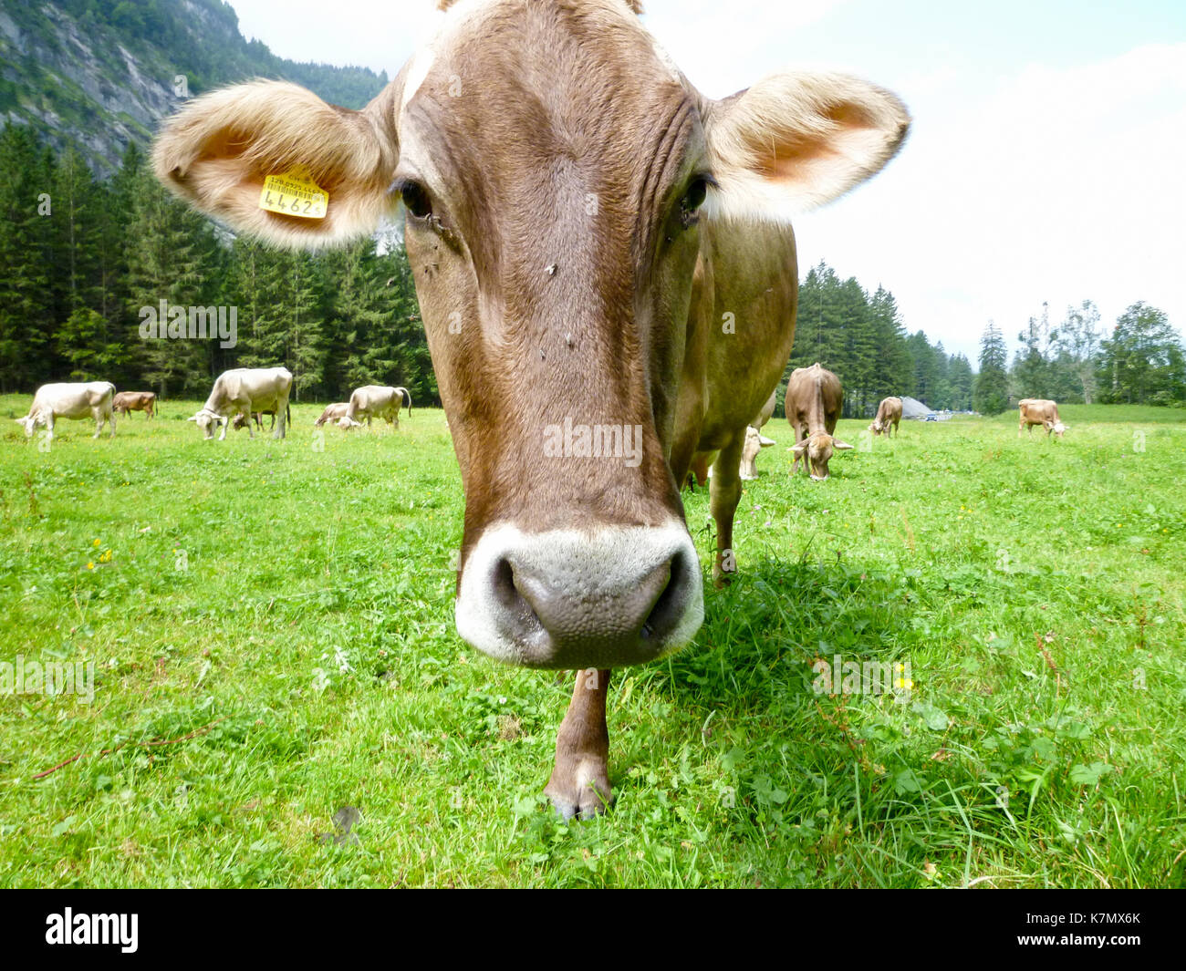 Brown cows in the alpine meadow at Engelberg on the swiss alps Stock ...