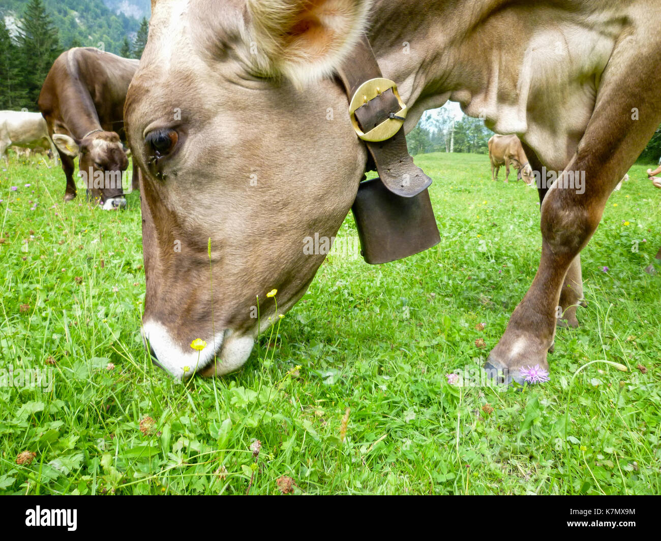 Brown cows in the alpine meadow at Engelberg on Switzerland Stock Photo ...