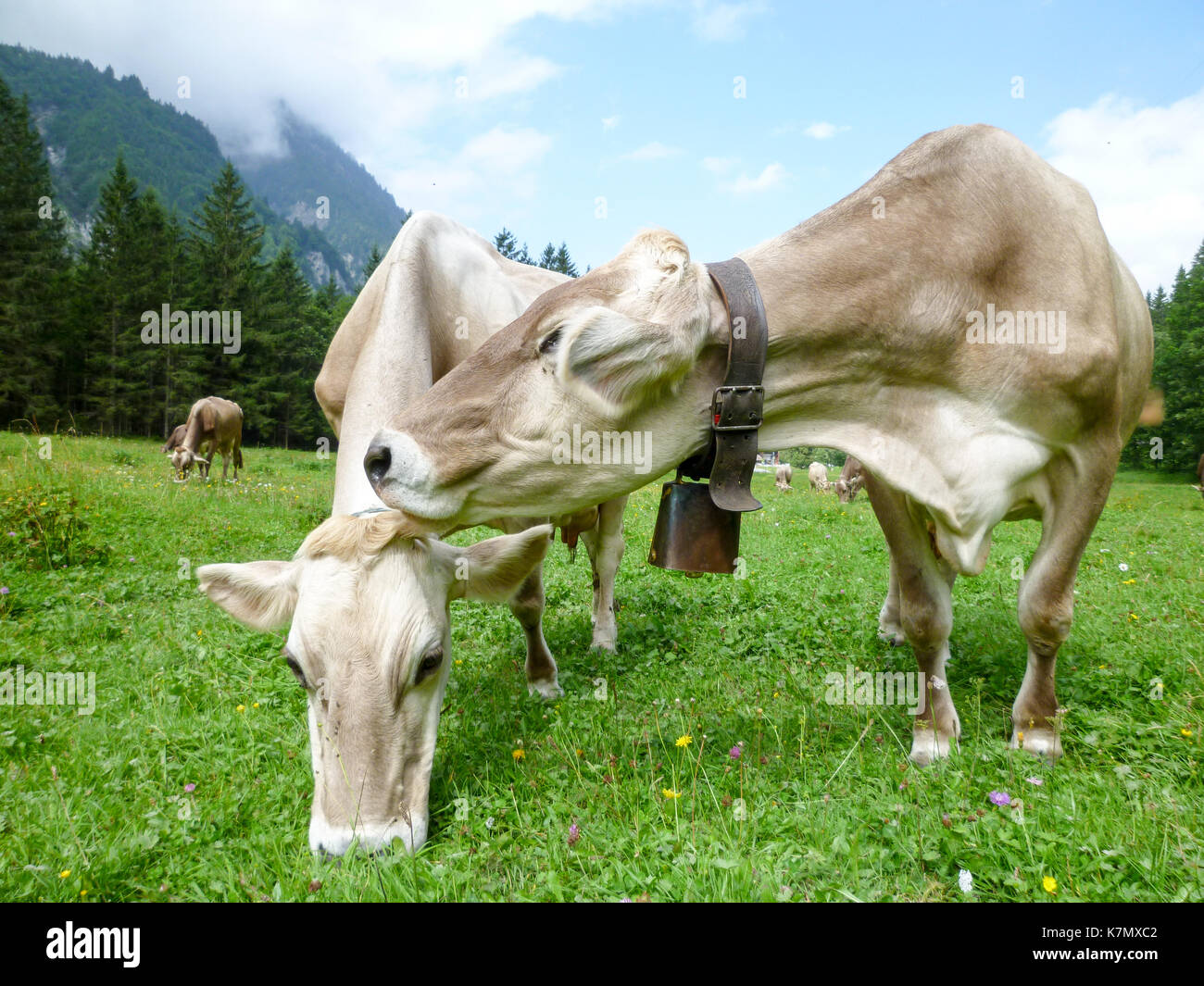 Brown cows in the alpine meadow at Engelberg on Switzerland Stock Photo ...