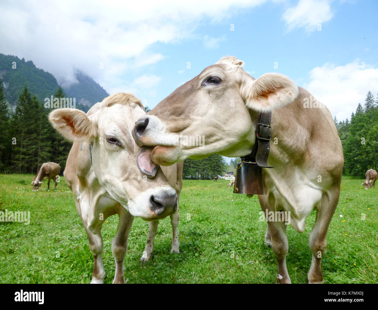 Brown cows in the alpine meadow at Engelberg on Switzerland Stock Photo ...