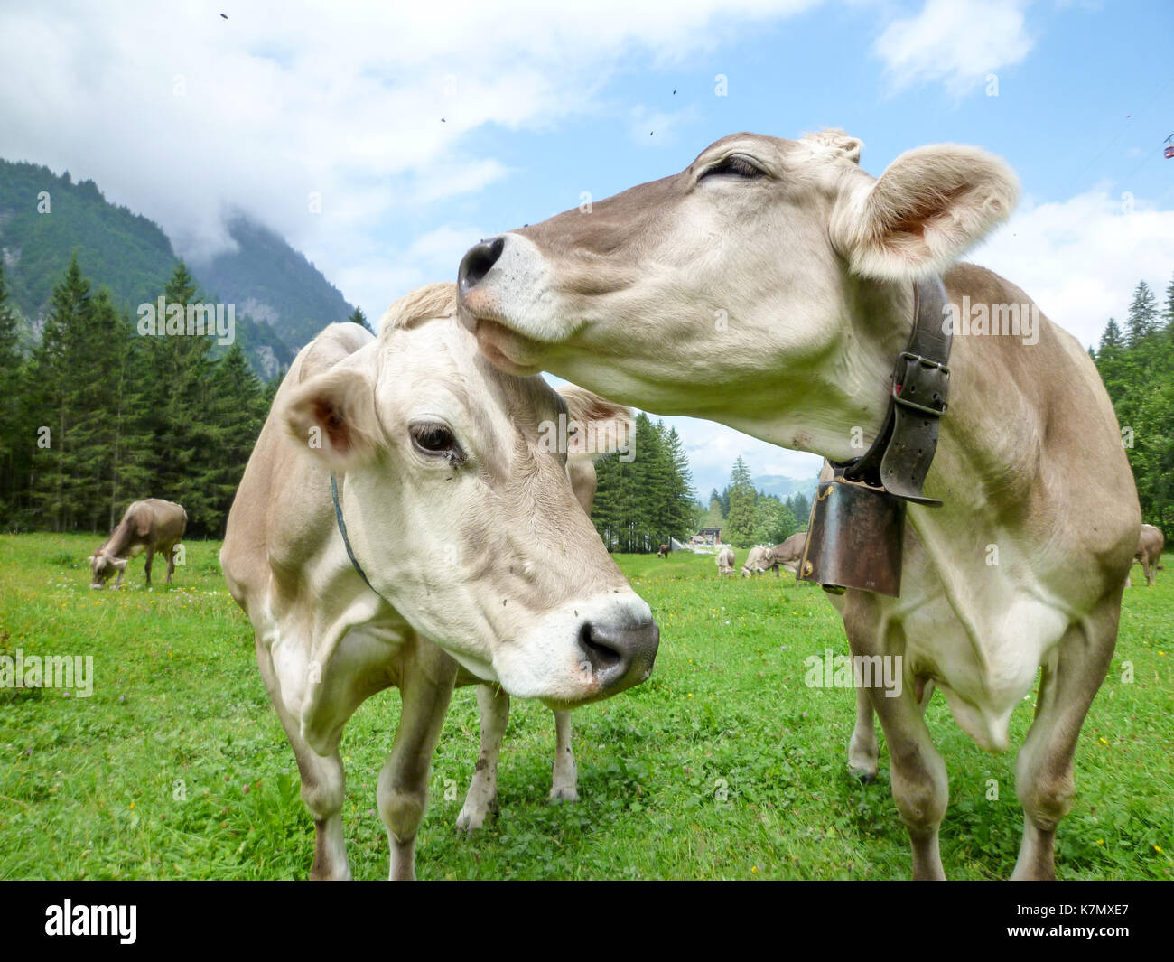 Brown cows in the alpine meadow at Engelberg on Switzerland Stock Photo ...