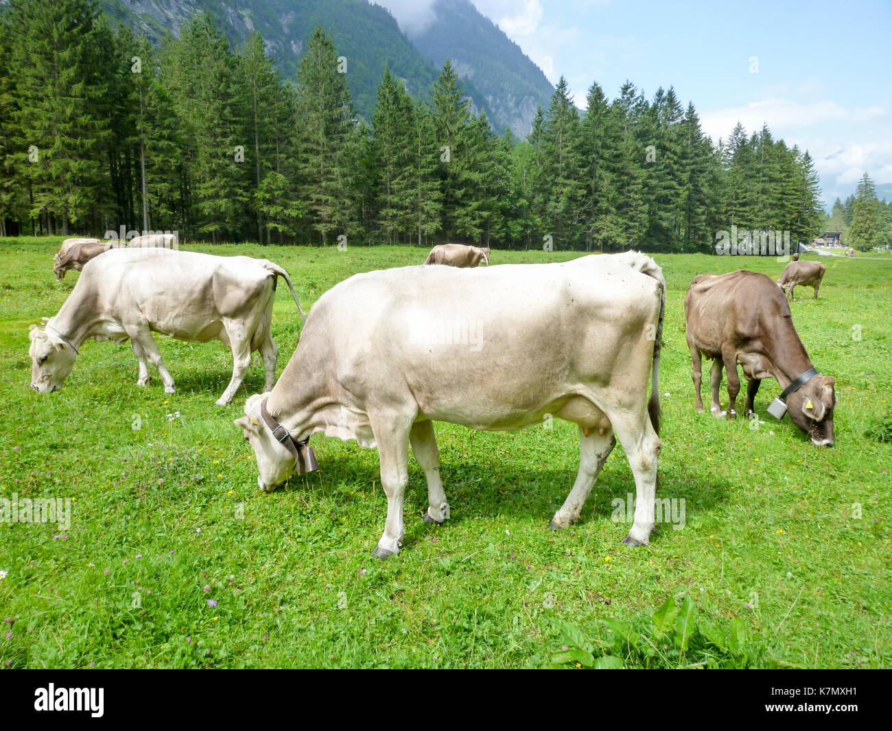 Brown cows in the alpine meadow at Engelberg on Switzerland Stock Photo ...
