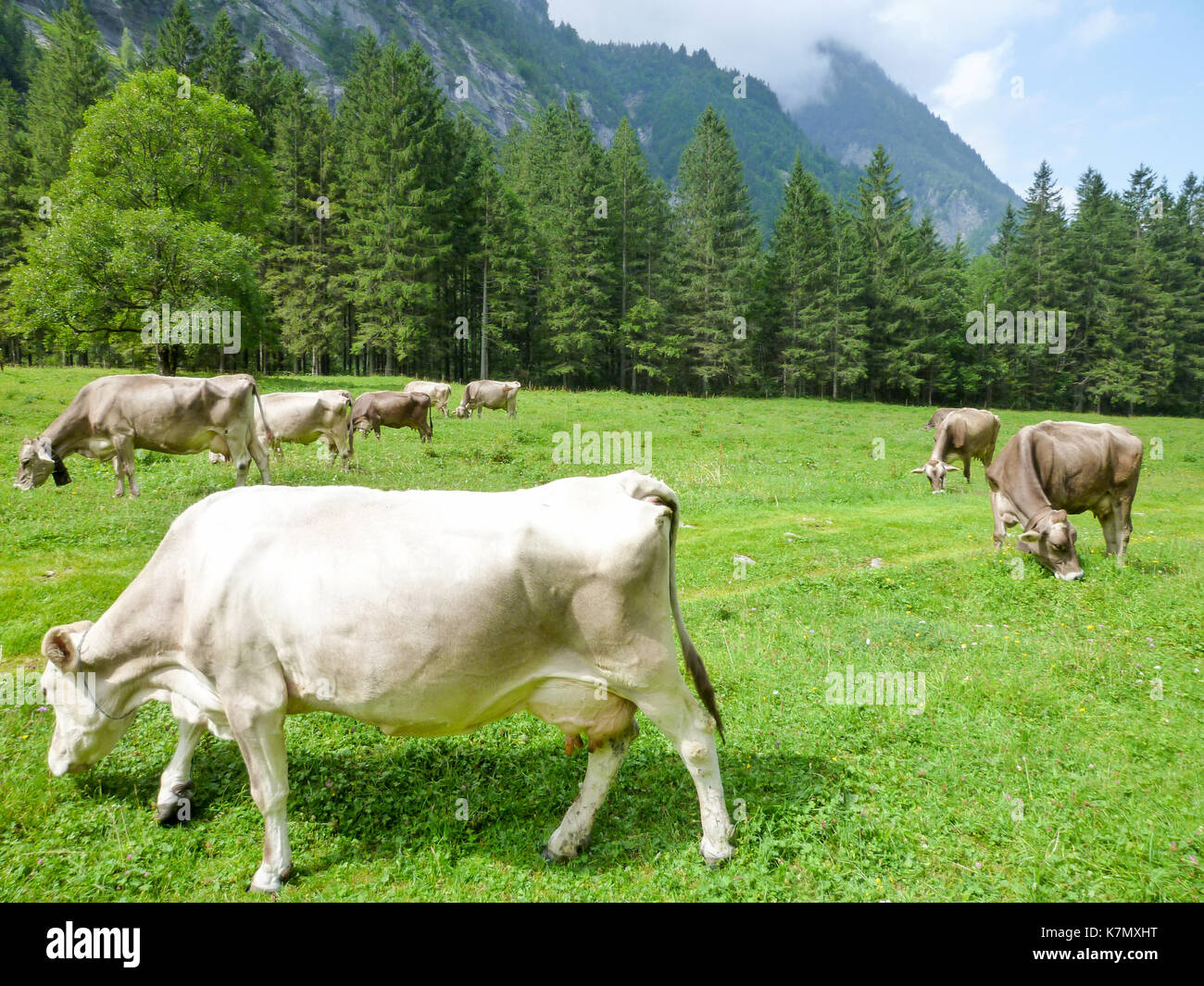 Brown cows in the alpine meadow at Engelberg on Switzerland Stock Photo ...