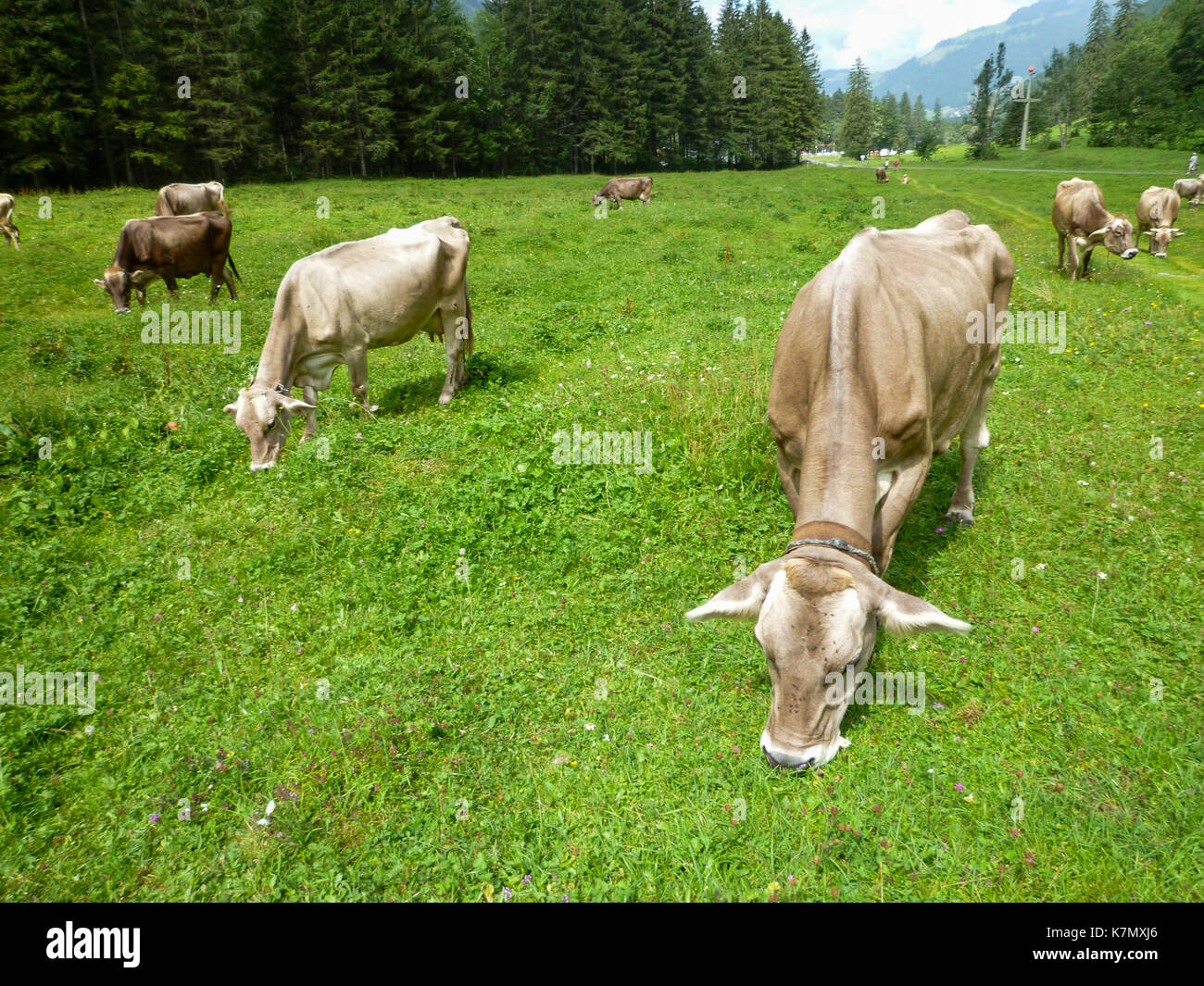 Brown cows in the alpine meadow at Engelberg on Switzerland Stock Photo ...