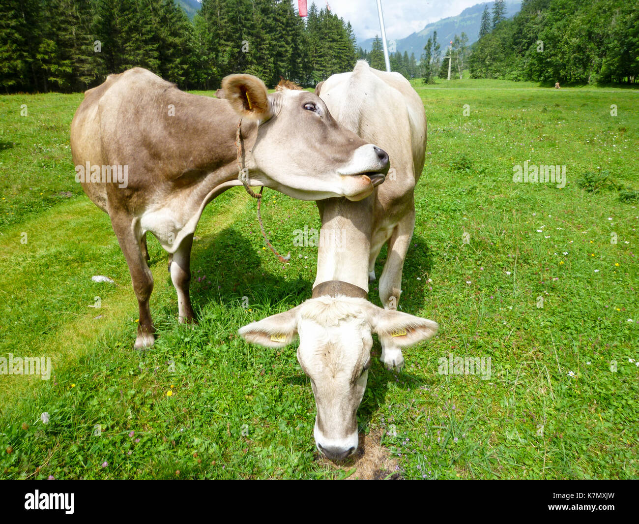 Brown cows in the alpine meadow at Engelberg on Switzerland Stock Photo ...