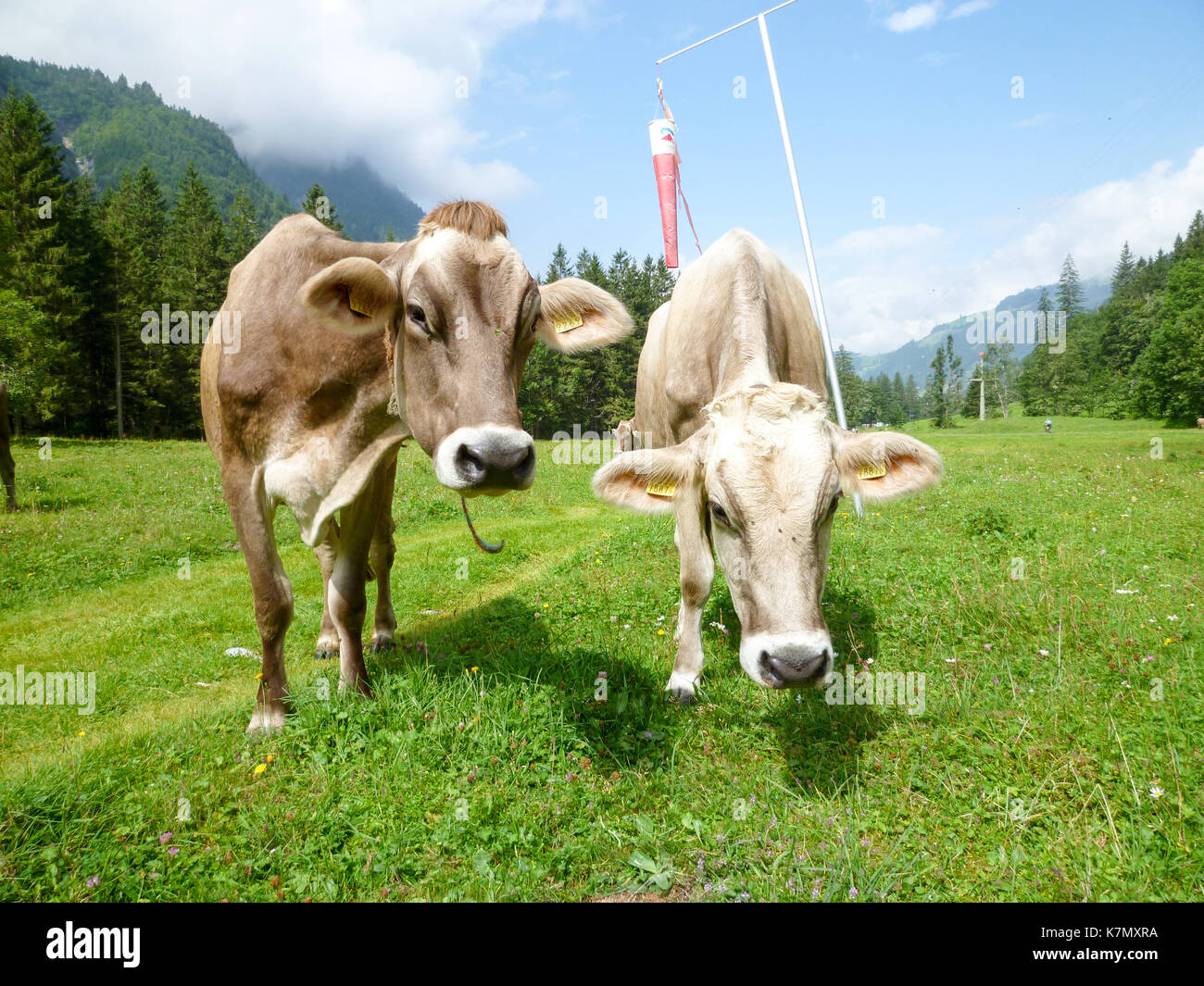 Brown cows in the alpine meadow at Engelberg on Switzerland Stock Photo ...