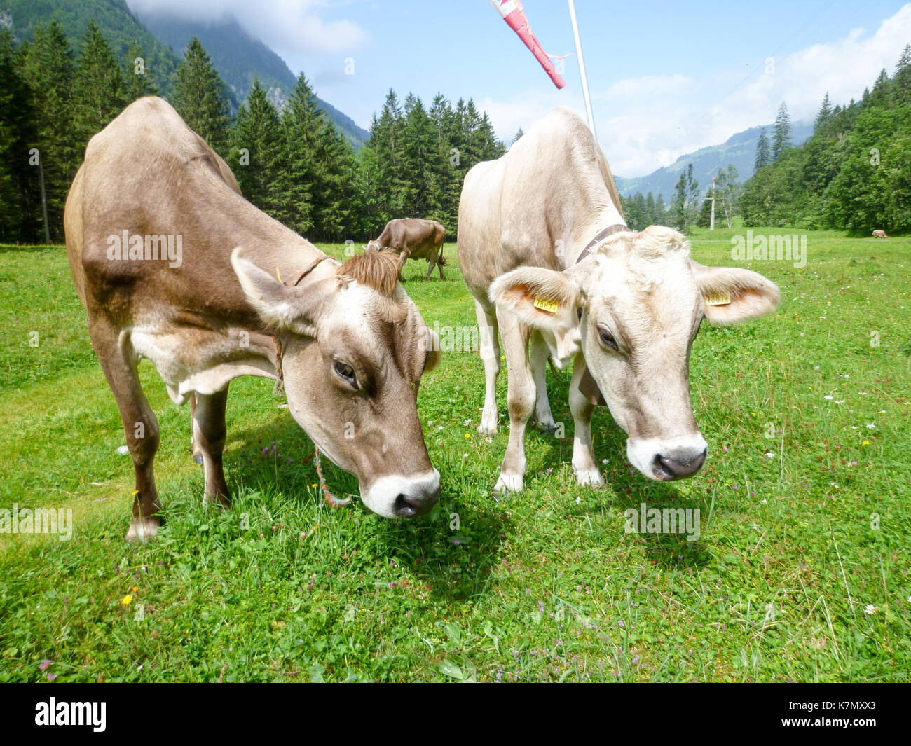 Brown cows in the alpine meadow at Engelberg on Switzerland Stock Photo ...