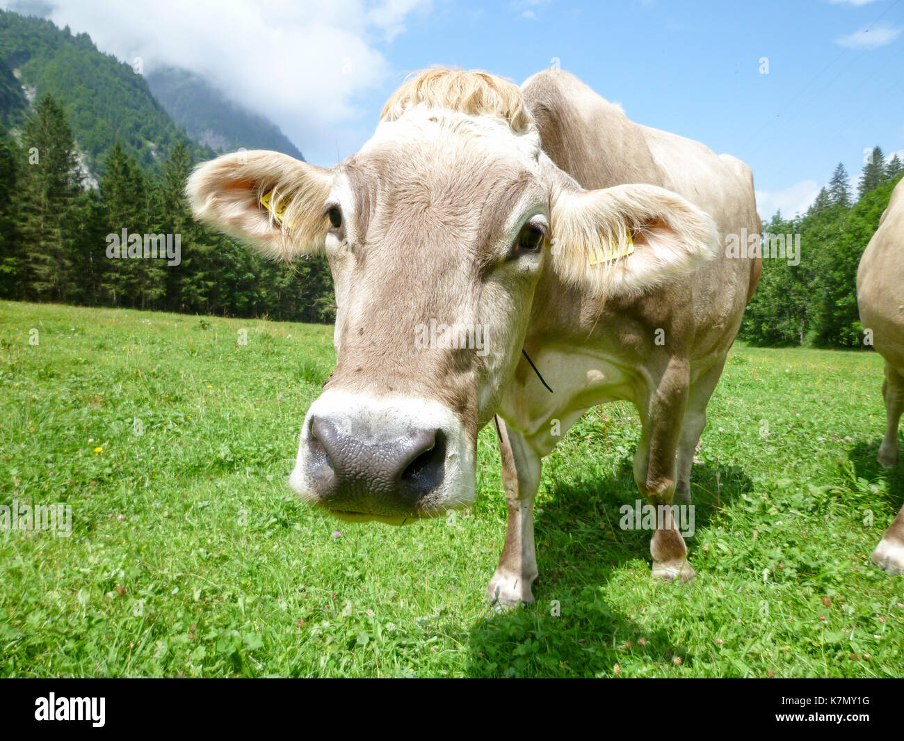 Brown cows in the alpine meadow at Engelberg on Switzerland Stock Photo ...