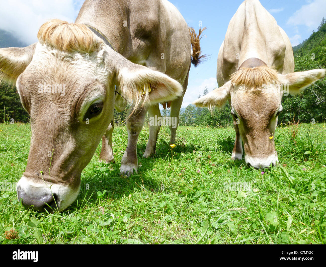 Brown cows in the alpine meadow at Engelberg on Switzerland Stock Photo ...