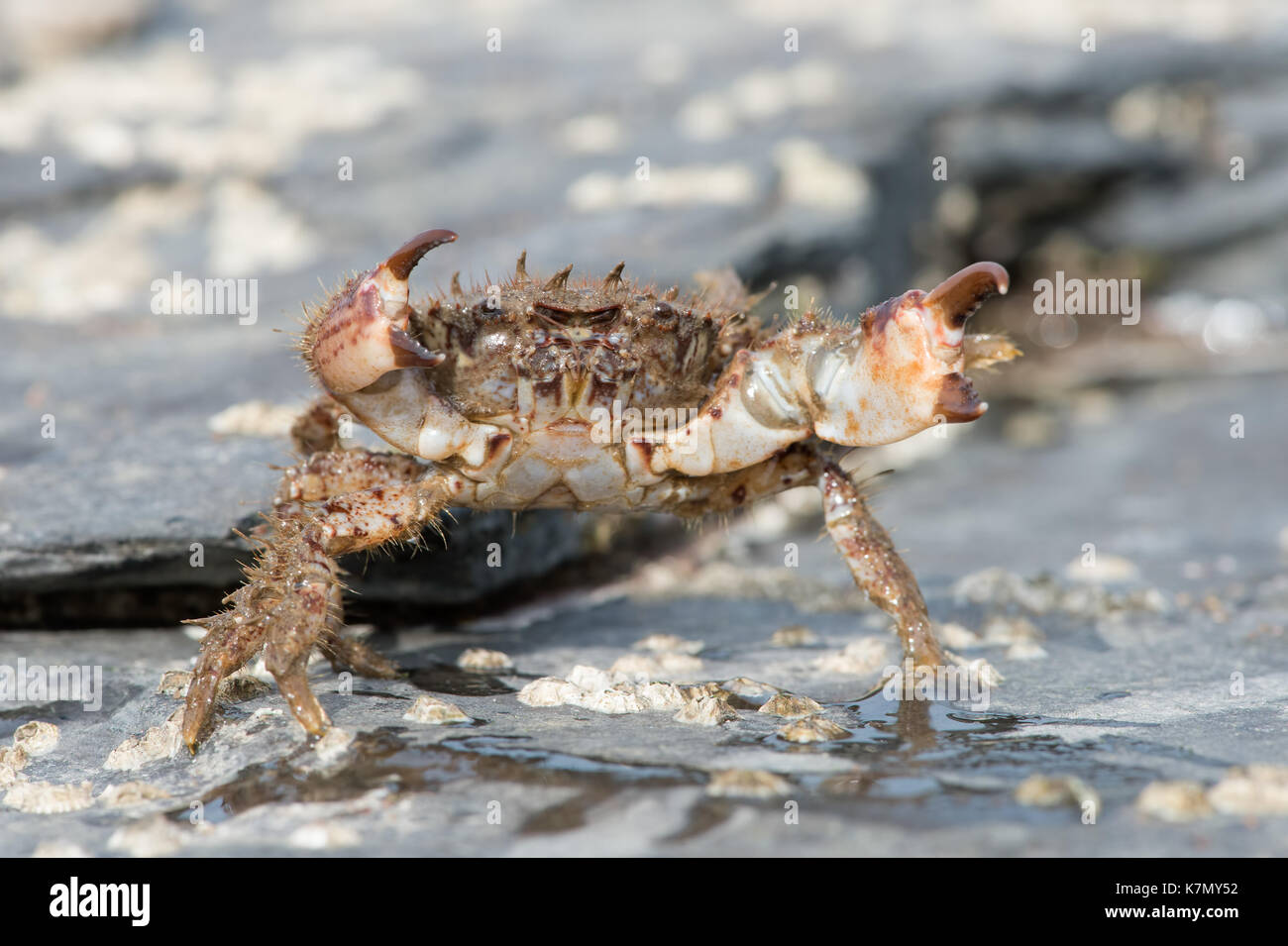 Bristly Xanthid Crab (Pilumnus hirtellus) Stock Photo
