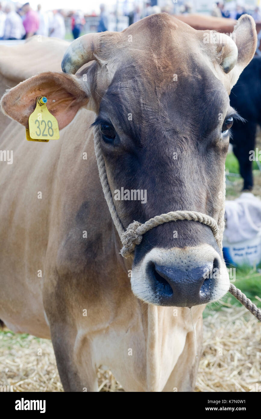 Jersey cows horns hires stock photography and images Alamy