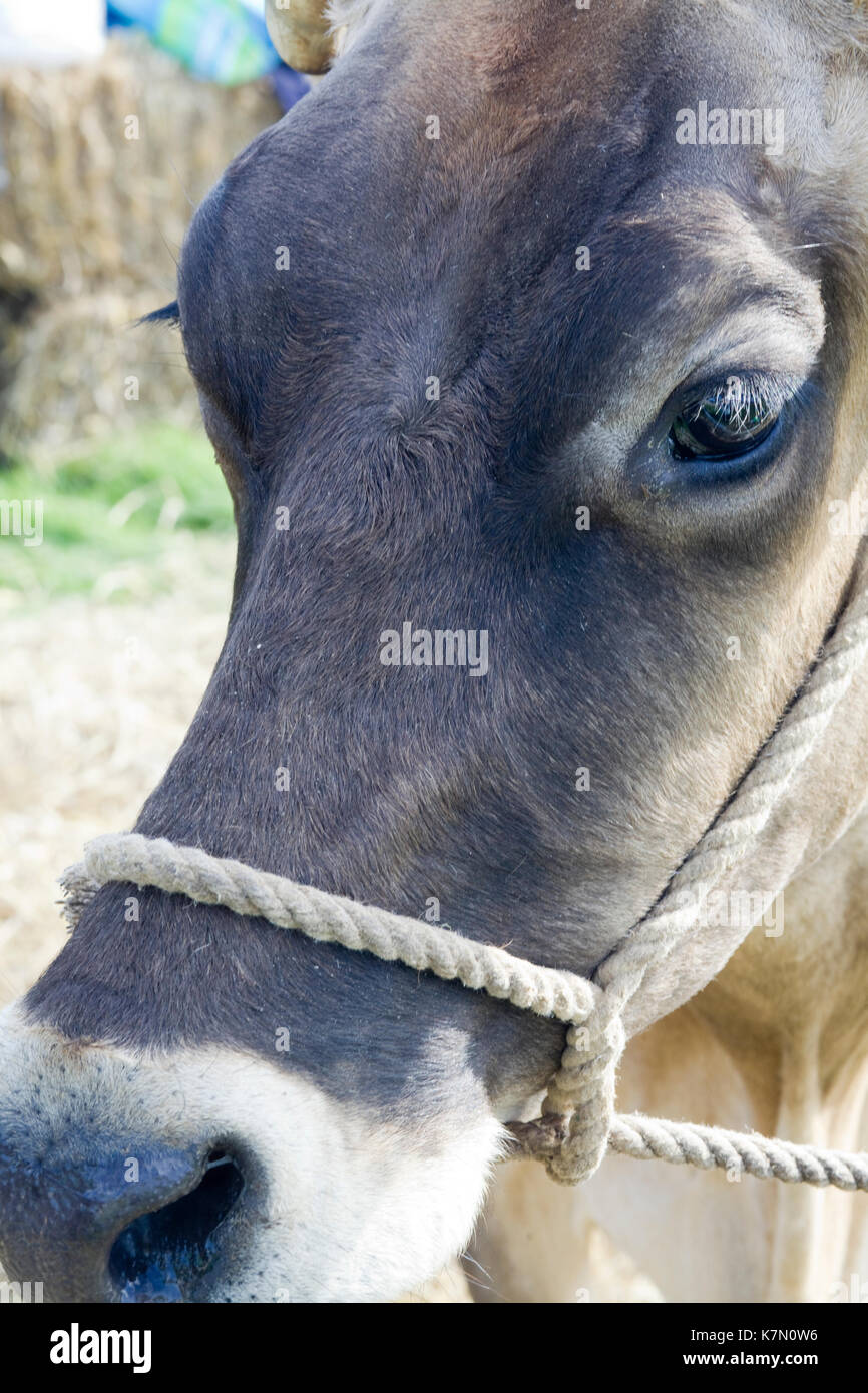 Jersey cows horns hires stock photography and images Alamy