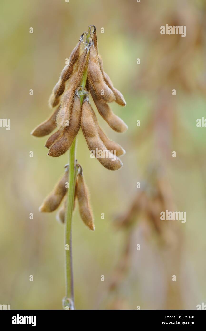 Soya beanplant (Glycine max) with ripe pods, Baden-Württemberg, Germany Stock Photo