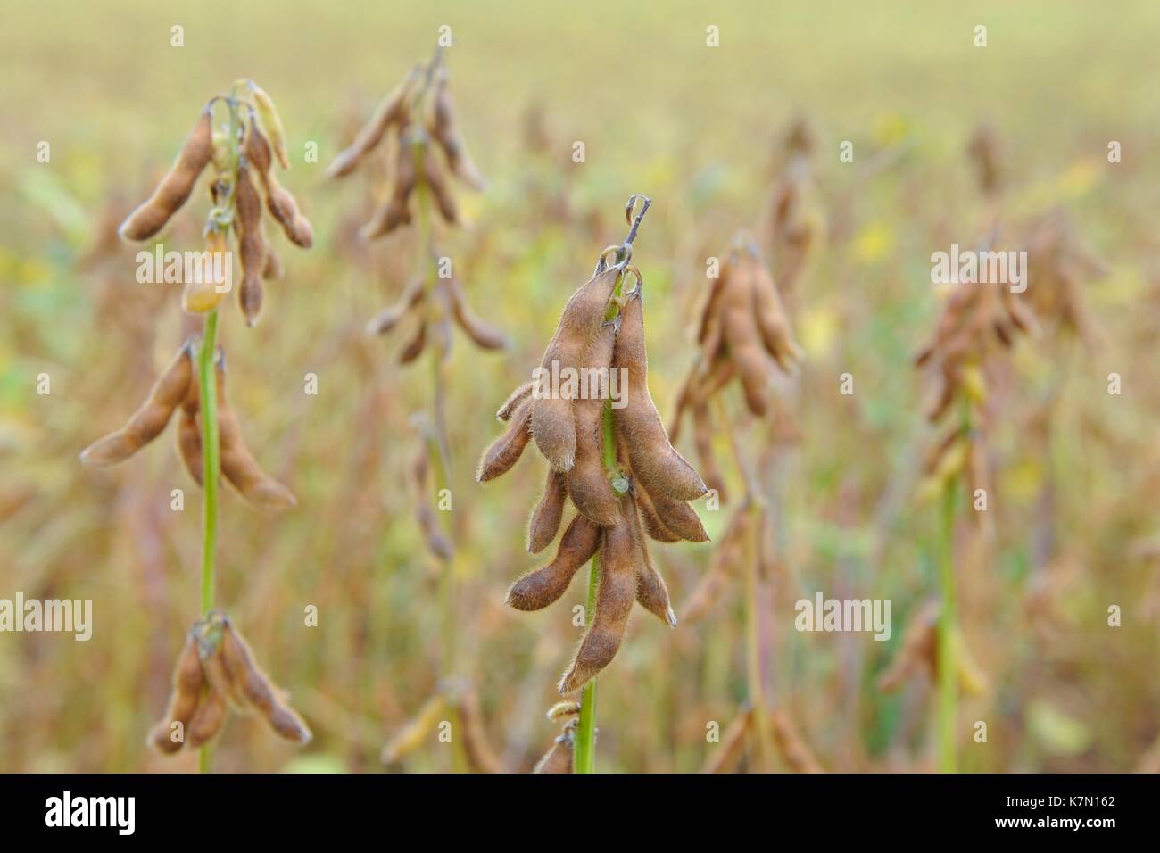 Cultivation of Soya bean, Soya bean plants (Glycine max) with ripe pods, Baden-Württemberg, Germany Stock Photo