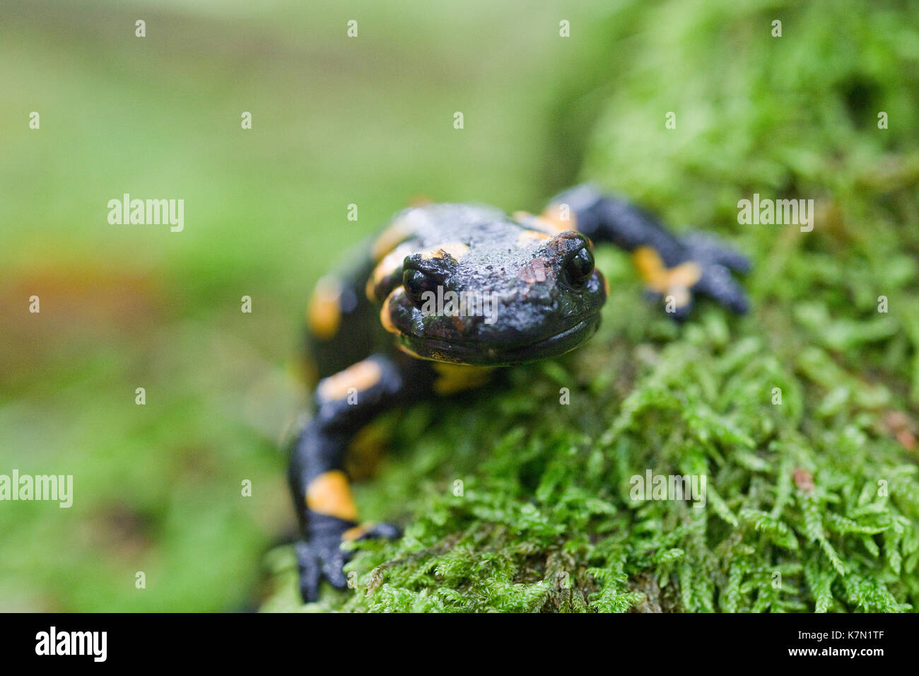 Fire salamander (Salamandra salamandra), Kalkalpen National Park, Upper Austria, Austria Stock Photo