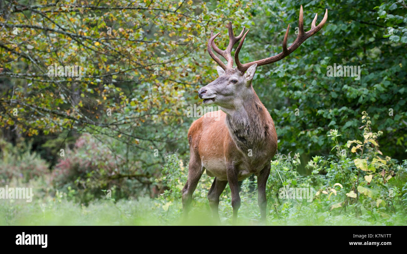 Red deer (Cervus elaphus), Kalkalpen National Park, Upper Austria, Austria Stock Photo