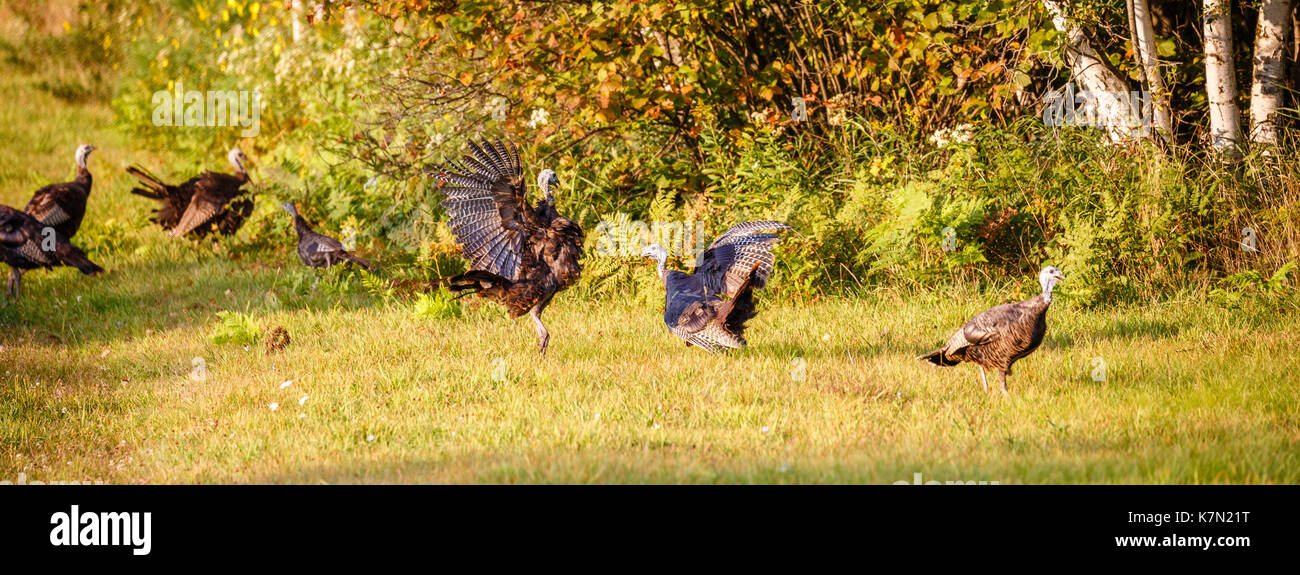 Panoramic view of Wisconsin wild turkeys fighting Stock Photo Alamy