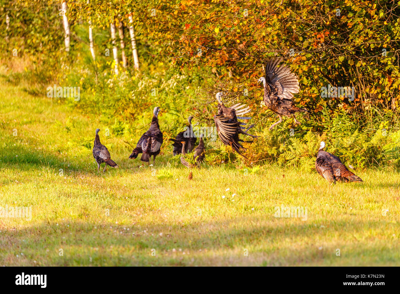 Wisconsin wild turkeys fighting in fall Stock Photo Alamy