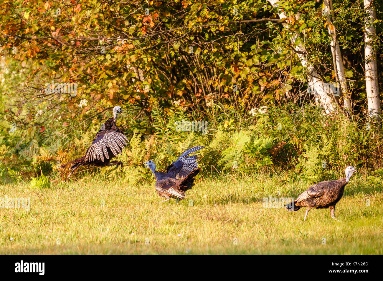 Wisconsin wild turkeys attacking each other from the air Stock Photo Alamy