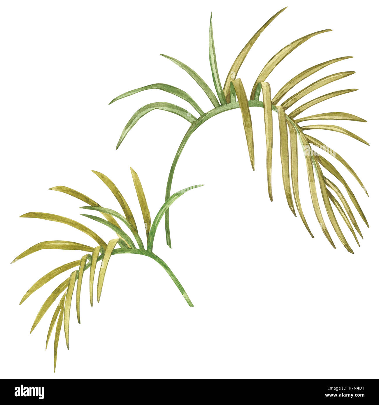 Watercolor isolated illustration of tropical leaves composition on a ...