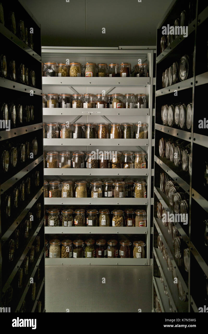 Seeds stored in the vaults of the Millennium Seed Bank, where over a