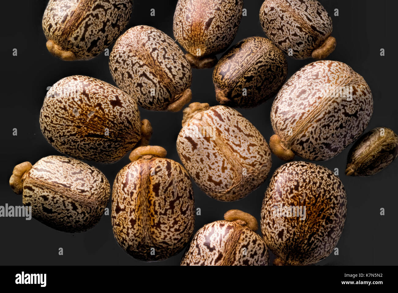 Seeds of the castor oil plant Ricinus communis. Stock Photo