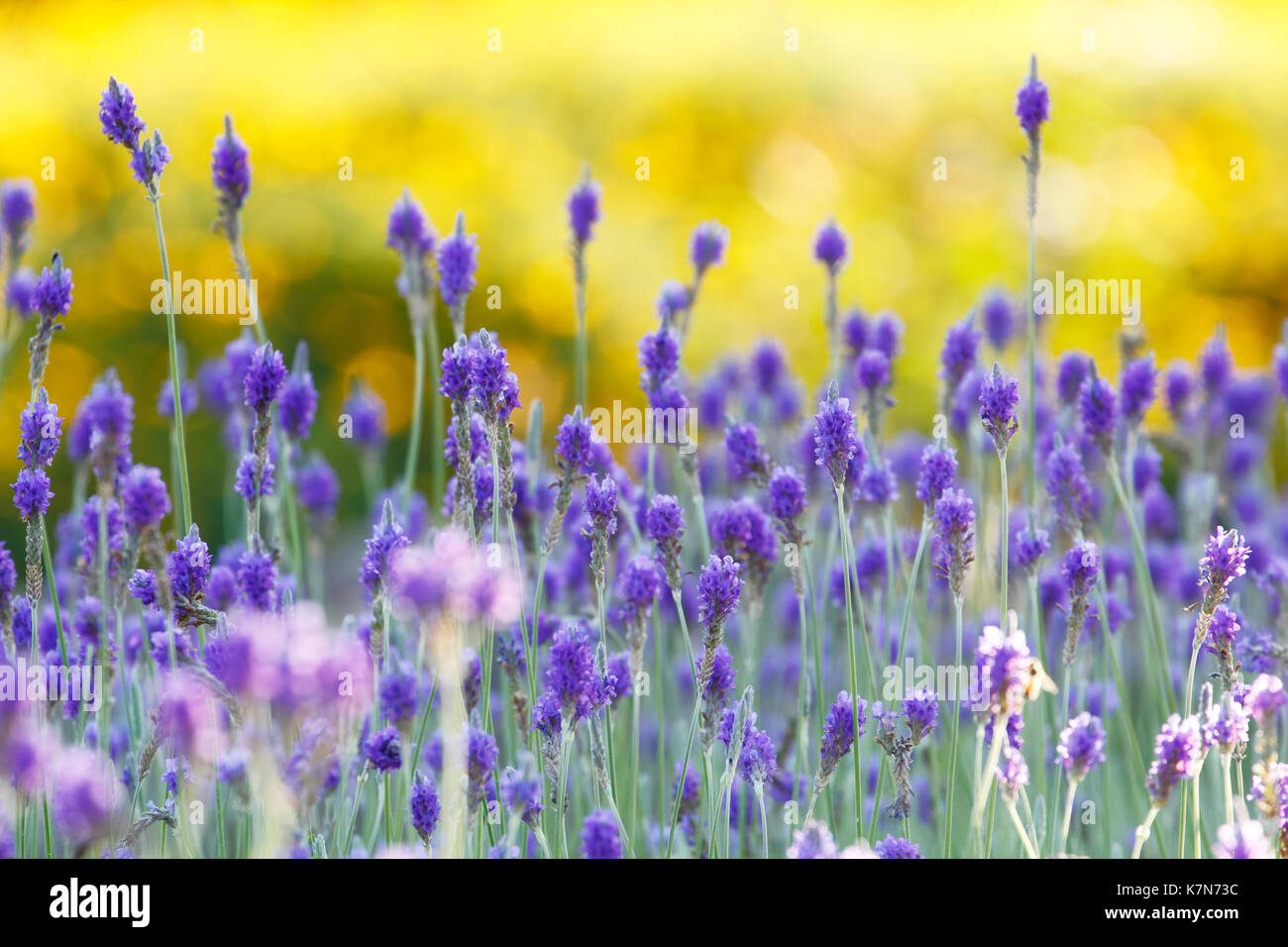 Lavender (Lavandula multifida) field background on sunset Stock Photo